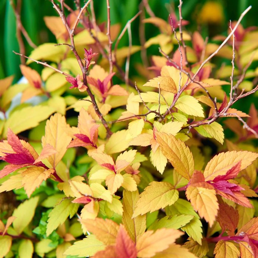 Spiraea japonica Goldflame K2 - Cununiță japoneză