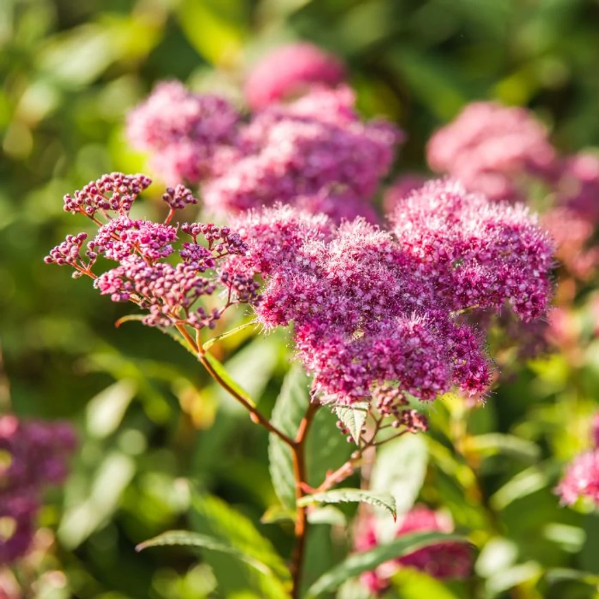 Spiraea japonica Goldflame K2 - Cununiță japoneză