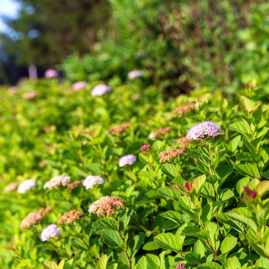 Un arbust de Spiraea Shirobana produce simultan flori roz și albe.