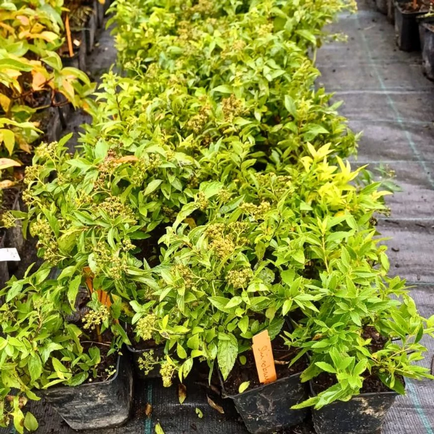 Aspectul plantelor tinere de Spiraea japonica Shirobana în ghivece de 9 cm.