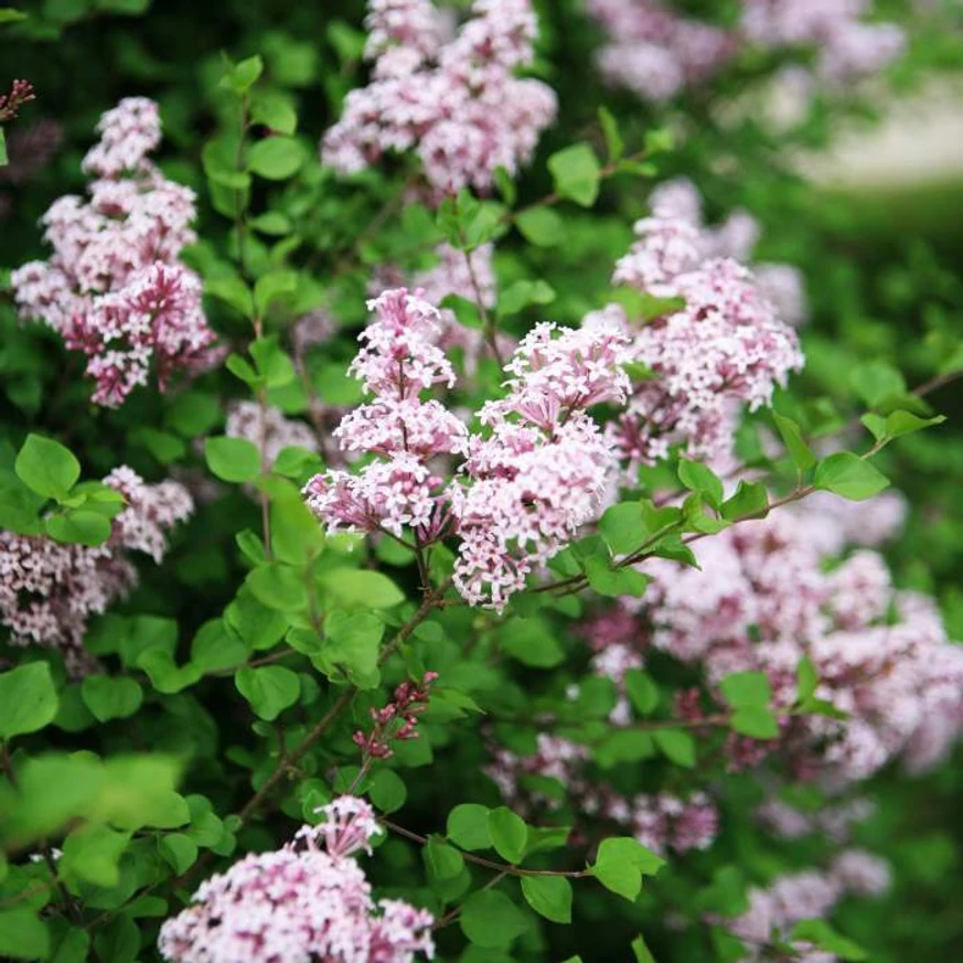 Înflorirea liliacului pitic Palibin. 