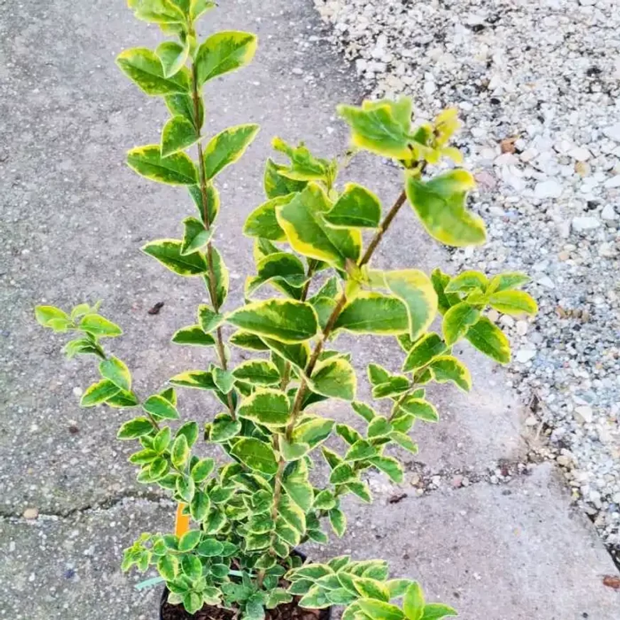 Frunzele marginite cu galben ale plantei Ligustrum ovalifolium. 