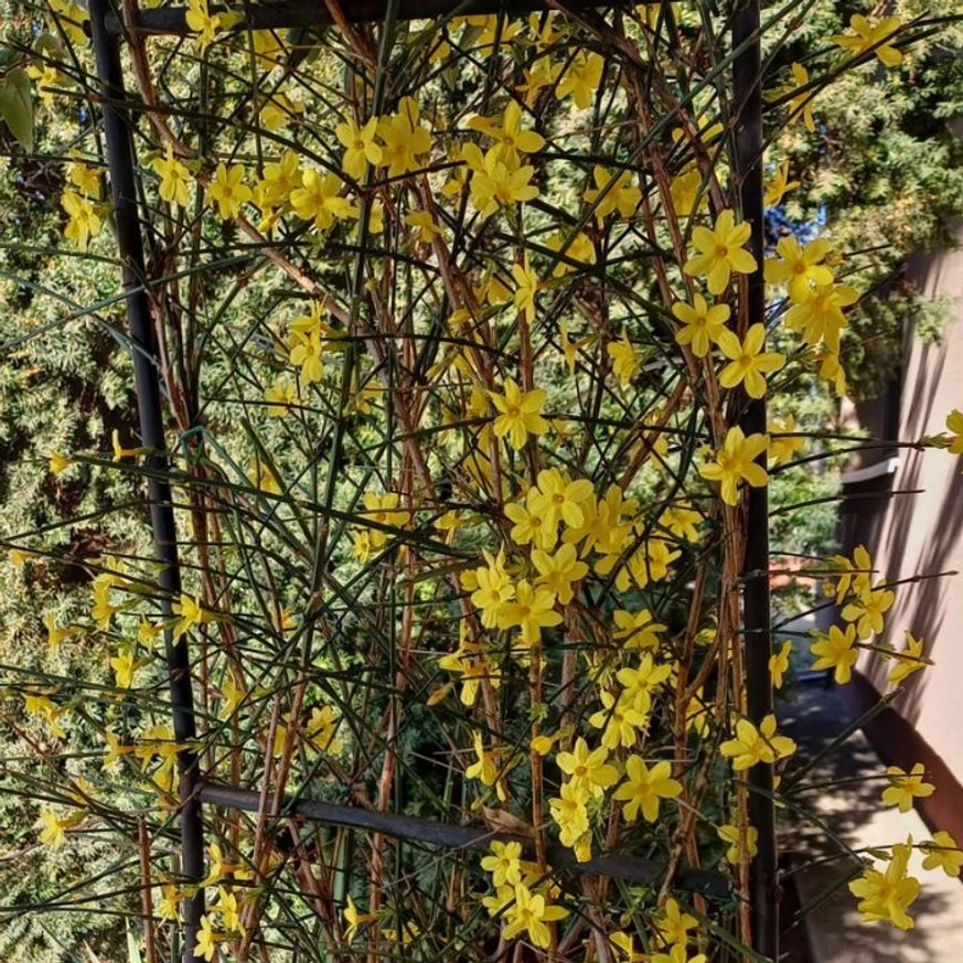 Înflorirea timpurie a iasomiei de iarnă. 