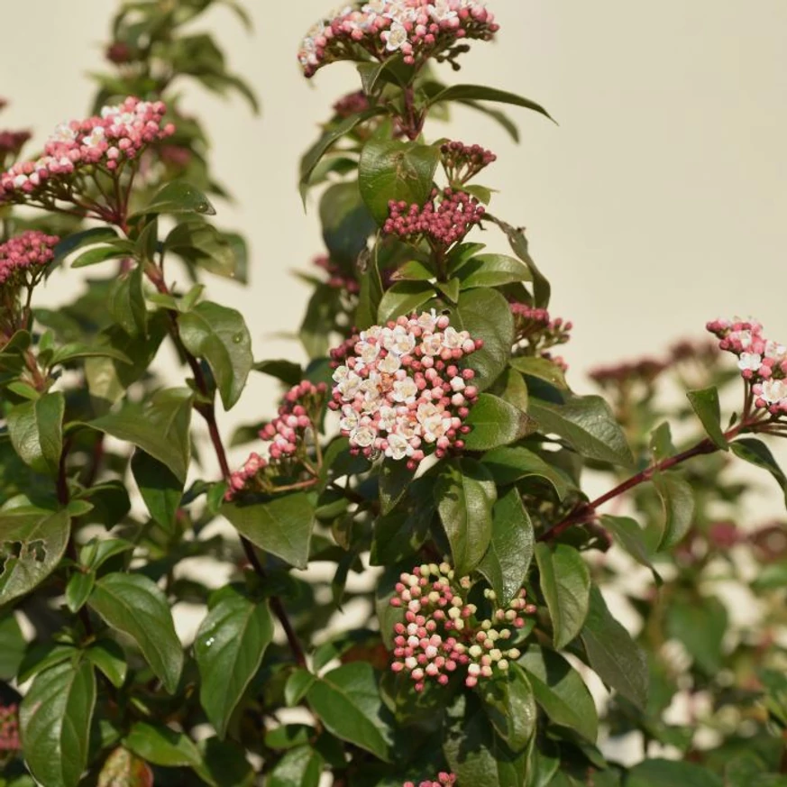 Viburnum Tinus K4 - Călin de iarnă