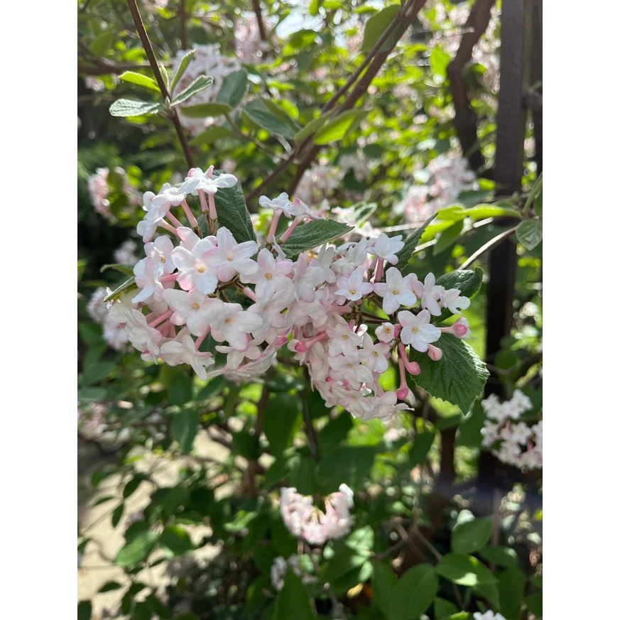 Flori de Viburnum carlcephalum.