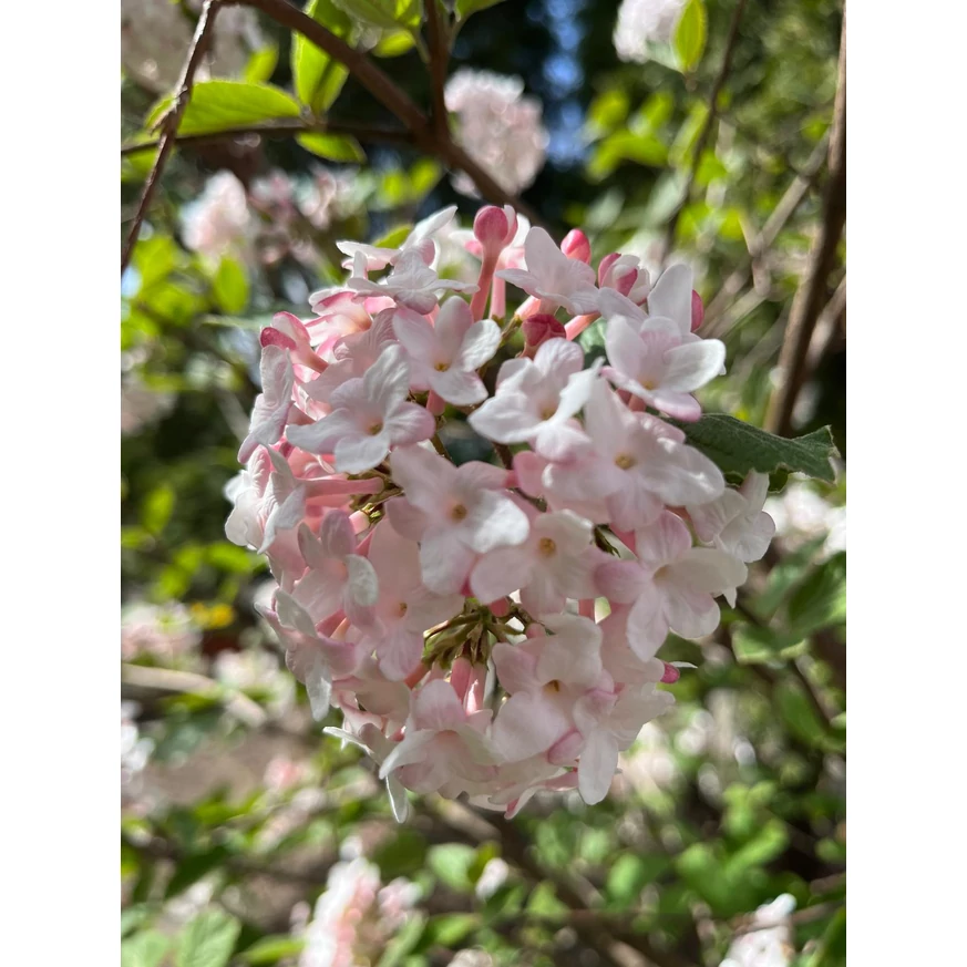 Flori minunate de Viburnum carlcephalum primăvara.