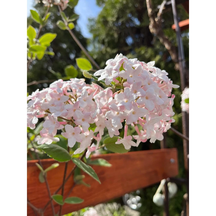 Flori albe cu nuanțe de roz ale Viburnum carlcephalum.