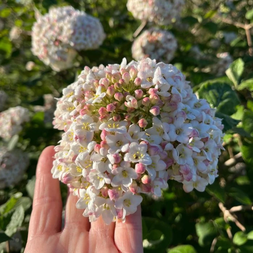 Flori dense de Viburnum carlcephalum.