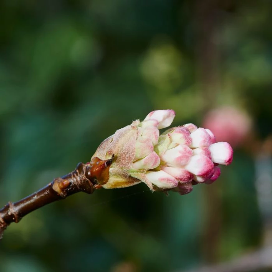 Bobocii florali ai viburnului apar încă înainte de înfrunzire.