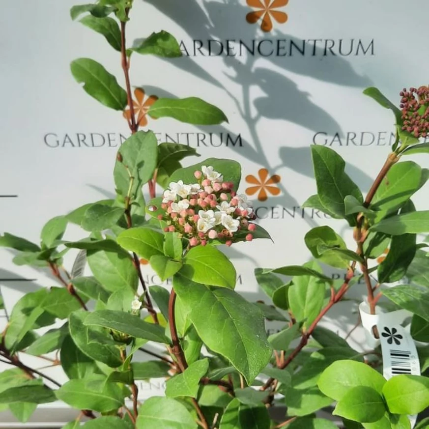 Călinul de iarnă în luna octombrie, la începutul înfloririi. 