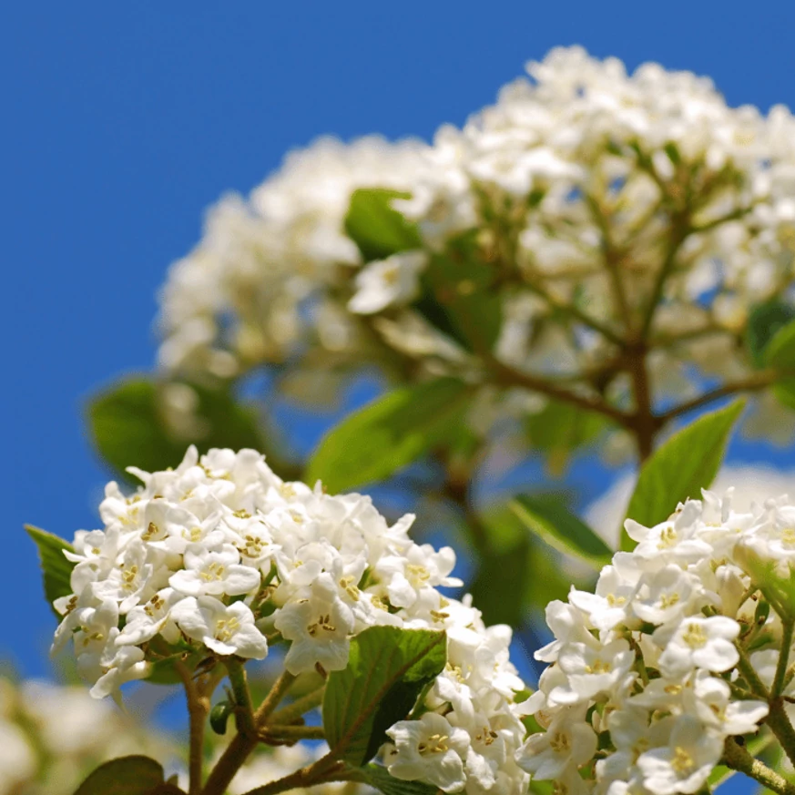 Viburnum x burkwoodii are flori albe. 