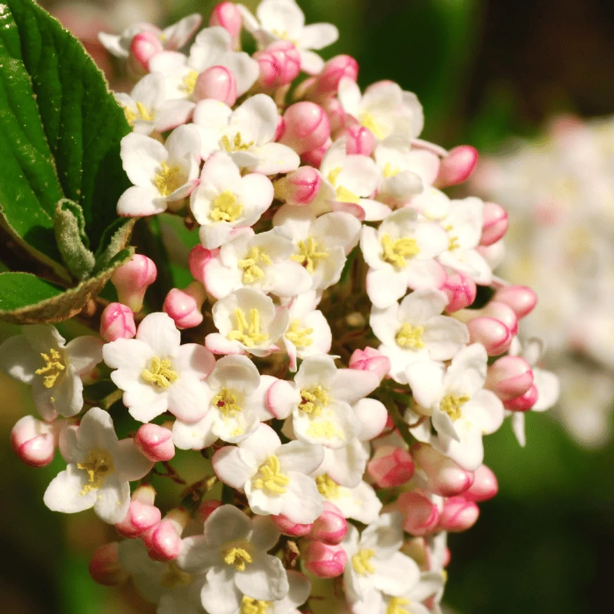 Inflorescența gingașă a călinului Viburnum x burkwoodii. 