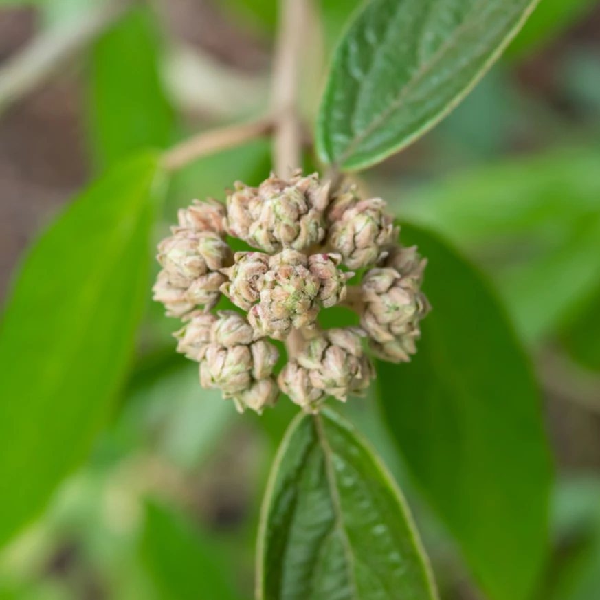 Viburnum pragense la începutul înfloririi. 