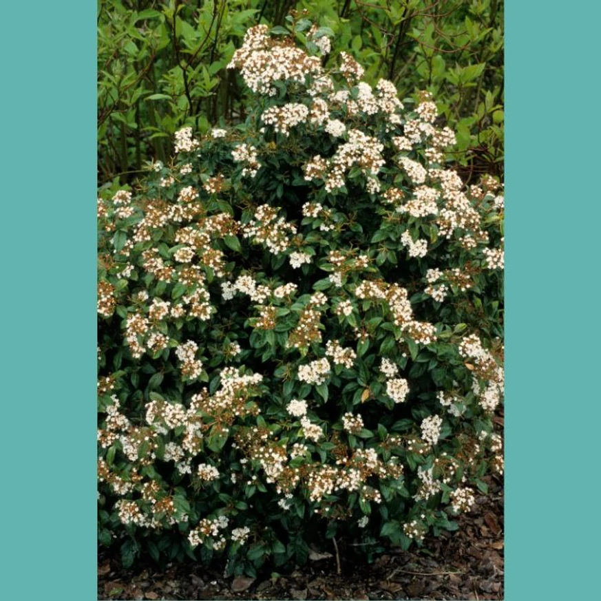 Viburnum Tinus decorează frumos într-un strat de flori. 