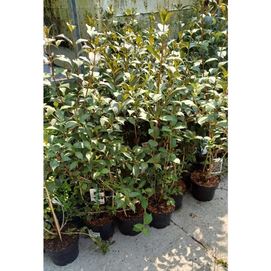 Weigela florida sănătoase, bine dezvoltate în ghivece 3 litri la Gardencentrum.net în luna iulie. 