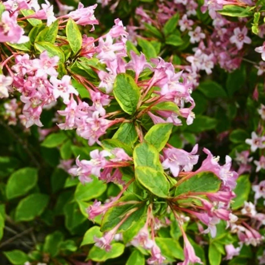 Weigela florida Sunny Princess K2 - Weigela pitică