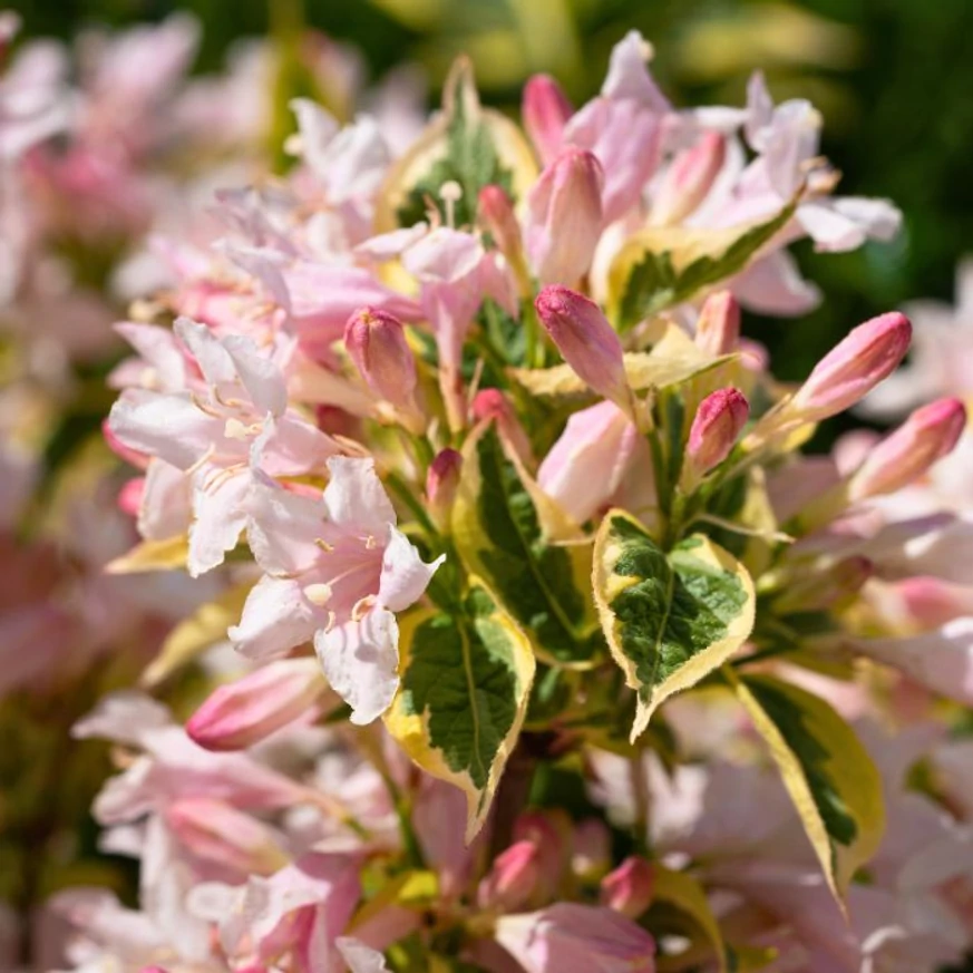 Weigela florida Sunny Princess K2 - Weigela pitică