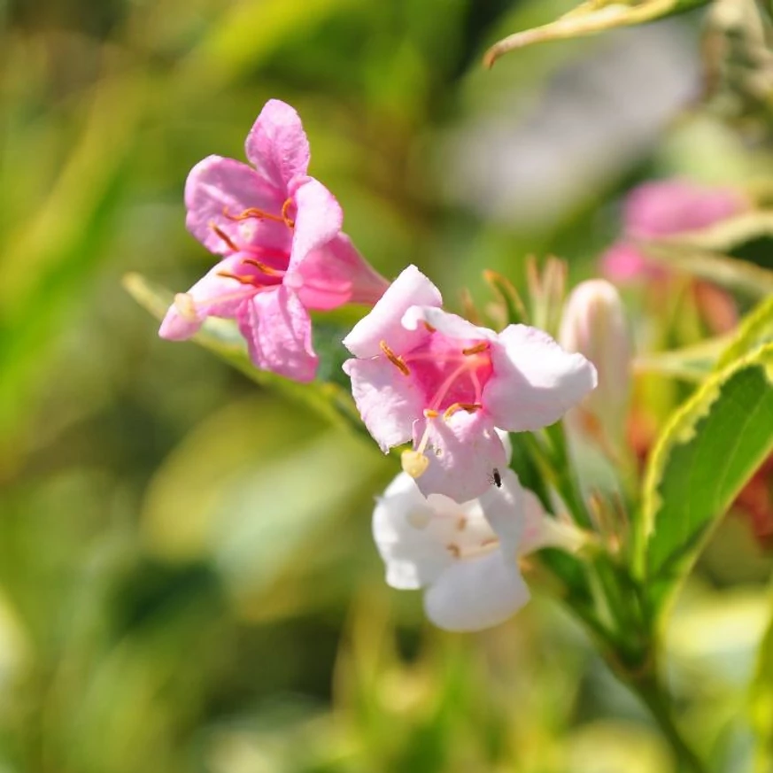 Weigela florida Sunny Princess K2 - Weigela pitică
