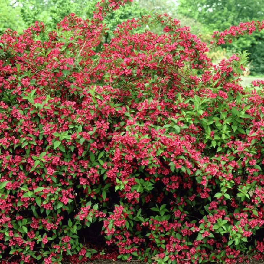 Aspectul arbustului Weigela roșu-rubiniu Bristol Ruby la maturitate.