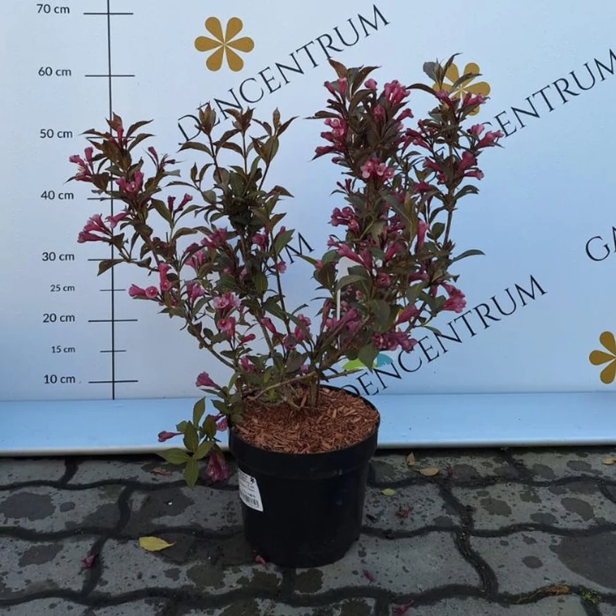 Weigela florida Victoria în timpul înfloririi, în luna mai în pepiniera noastră. 
