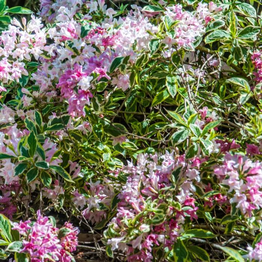 Weigela florida Variegata în timpul înfloririi. 