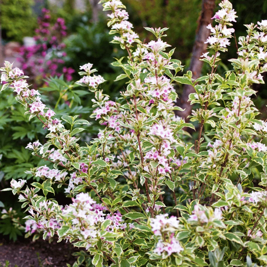 Weigela Nana Variegata înflorește la sfârșitul primăverii.