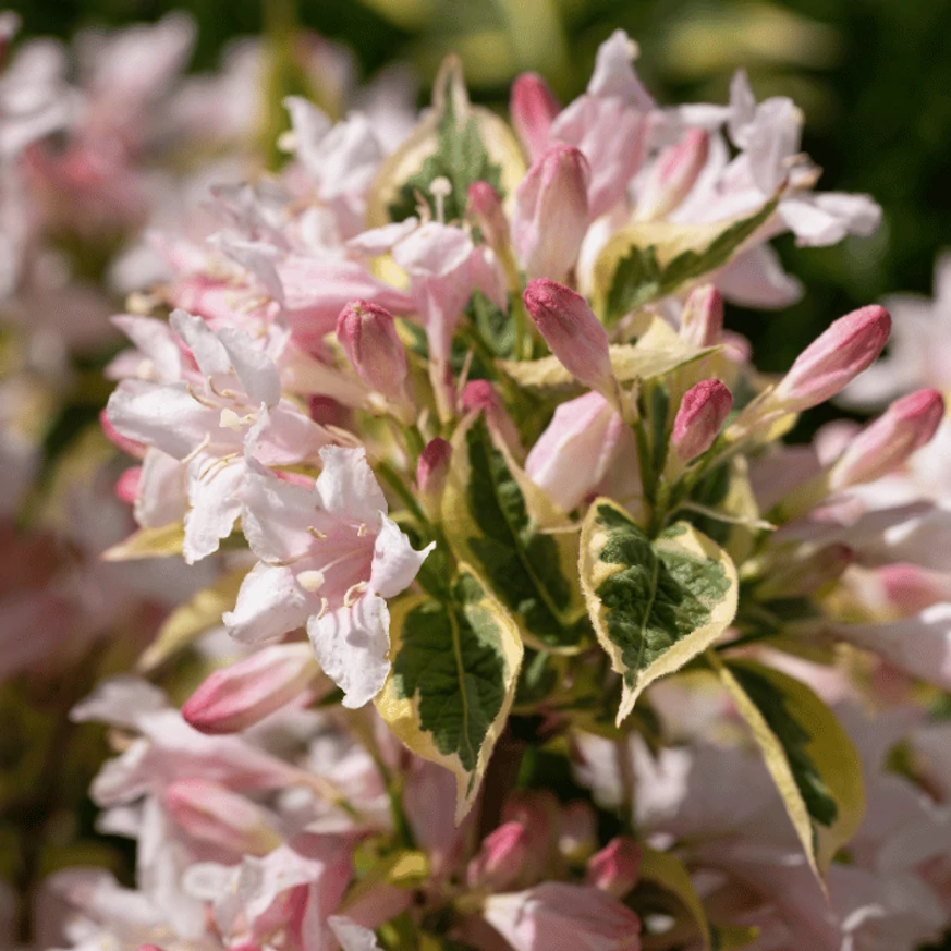 Florile plantei Weigela Nana Variegata înfloresc în grupuri.