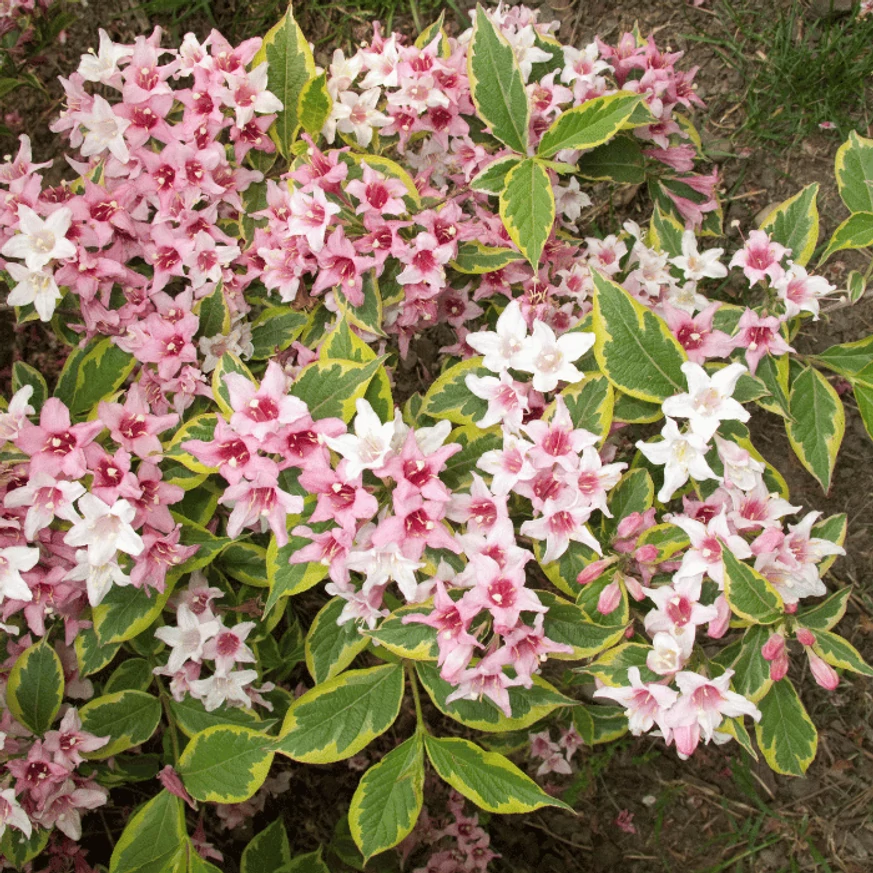 Weigela Nana Variegata în plină înflorire.