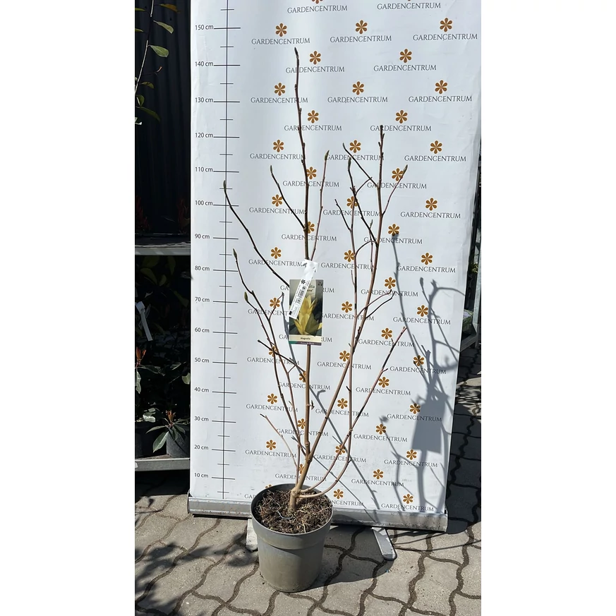 Magnolia Daphne în pepiniera noastră în luna martie. 