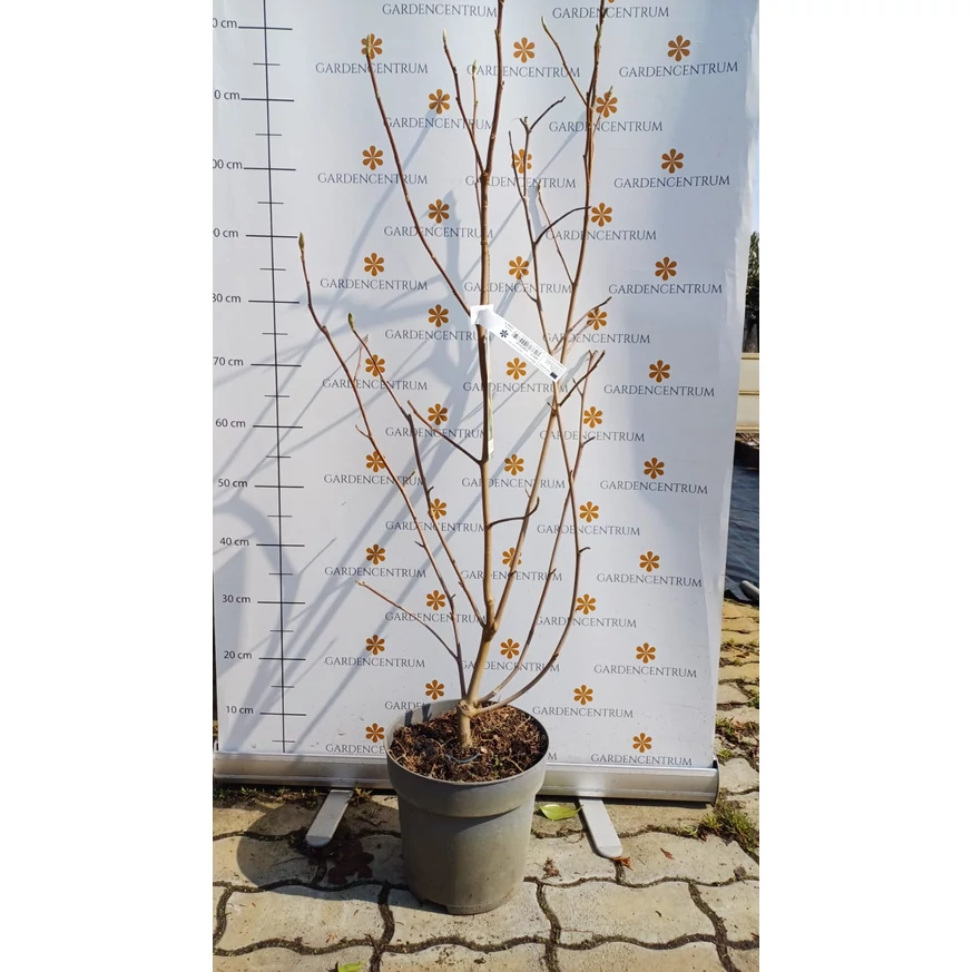 Magnolia Daphne la sfârșitul lunii martie, în pepiniera noastră. 