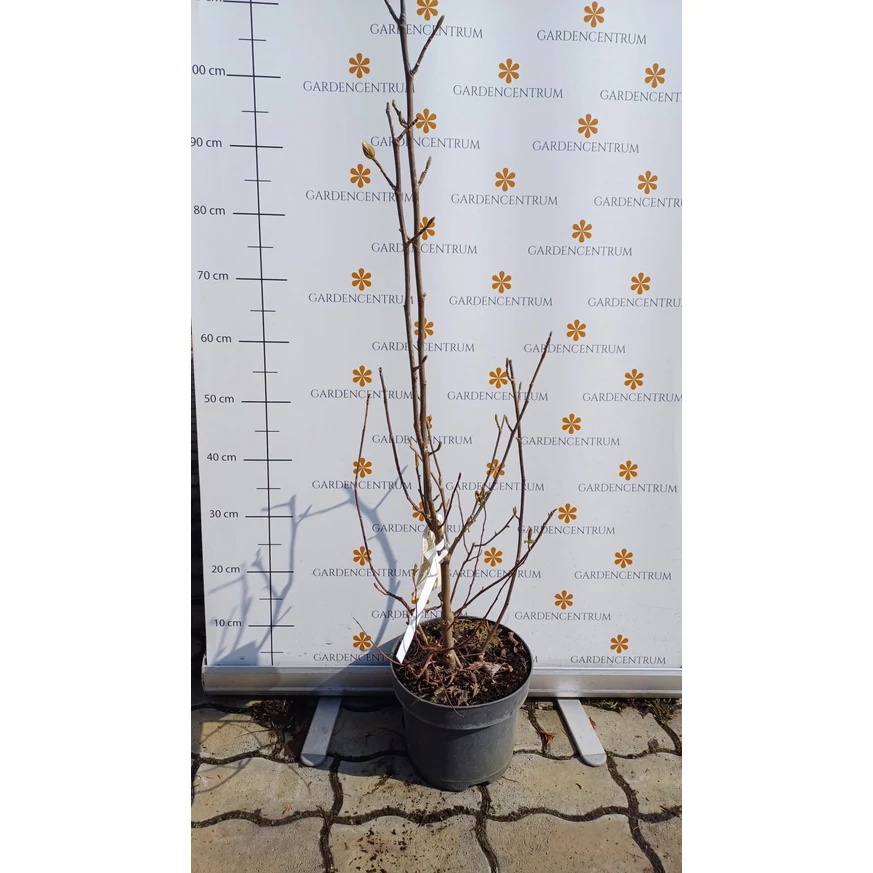 Magnolia soulangeana Genie K5 - Magnolia Genie