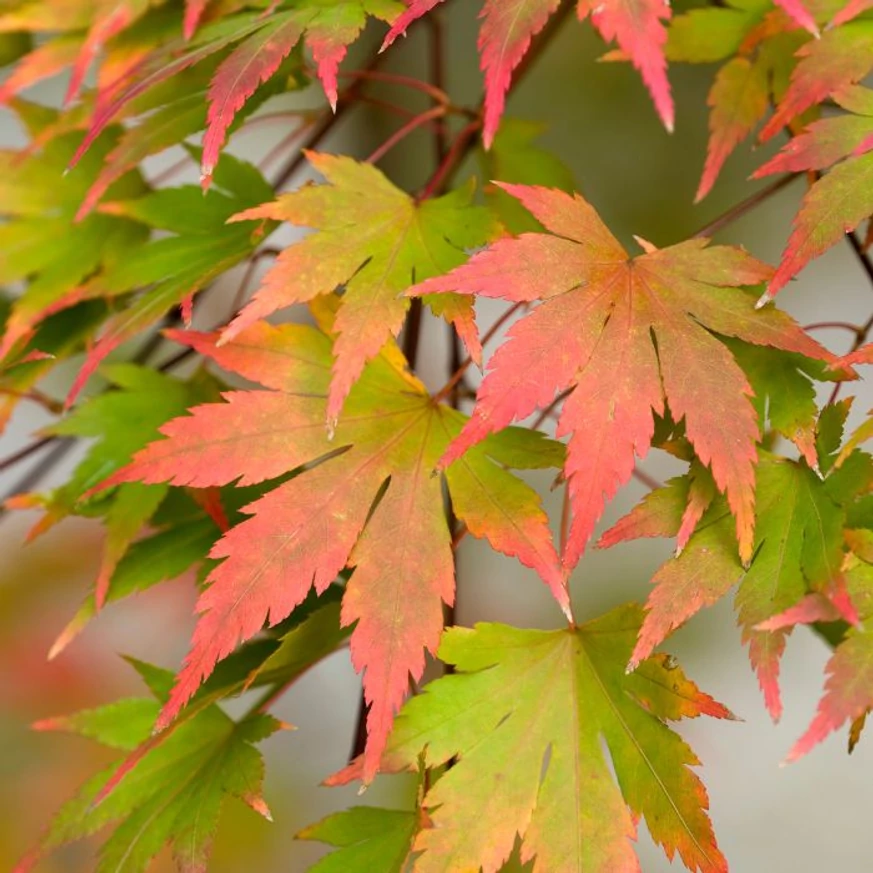 Acer palmatum Orange Dream - Arțar japonez Orange Dream