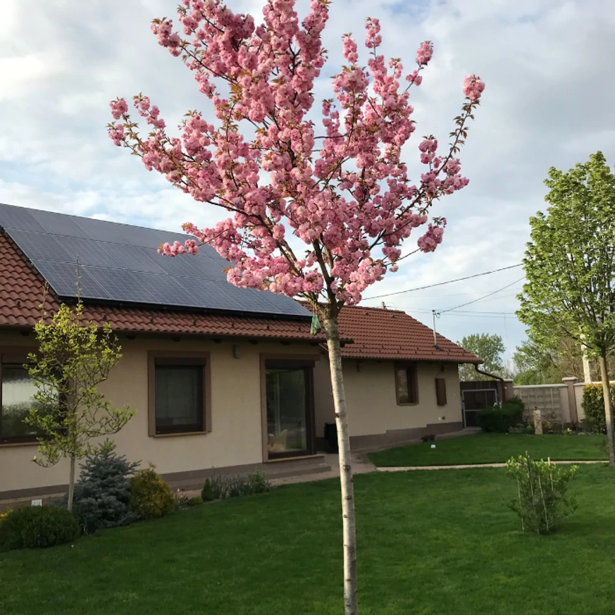 Prunus serrulata Kanzan.