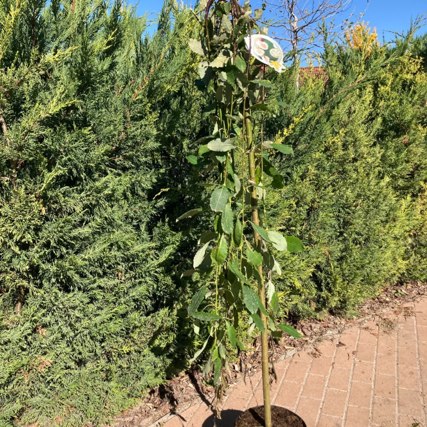 Salix caprea Kilmarnock la ghiveci. 