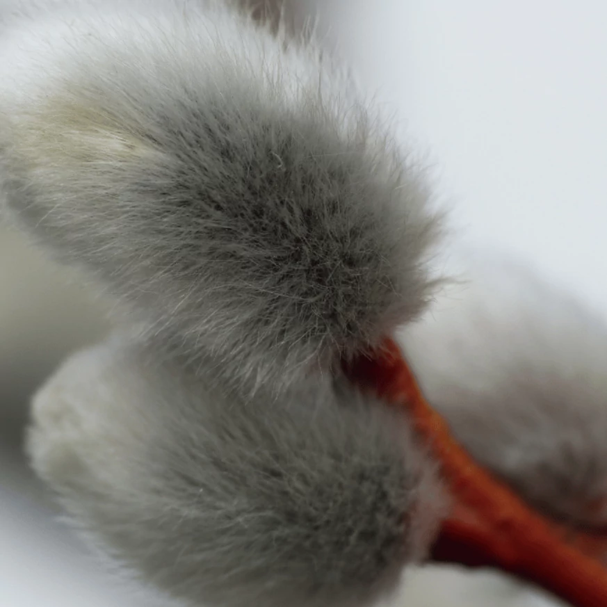 Inflorescența plantei Salix caprea Kilmarnock.