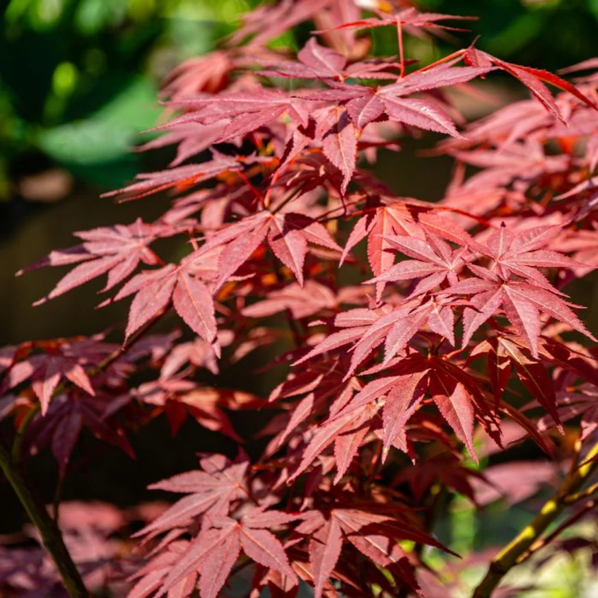 Acer palmatum Atropurpureum cu frunziș colorat va adăuga culoare grădinii tale. 