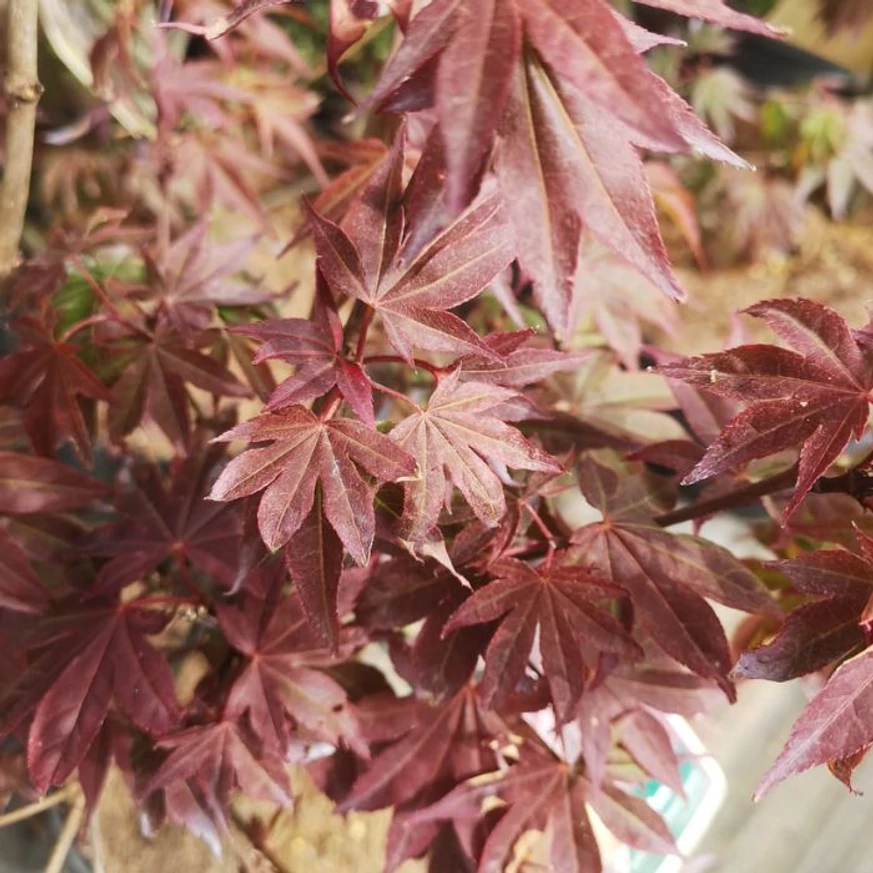 Frunzele proaspete ale arțarului japonez în luna aprilie. 