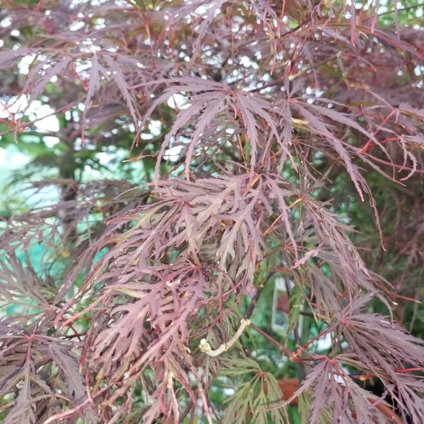 Frunzele lobate ale arțarului japonez Garnet. 