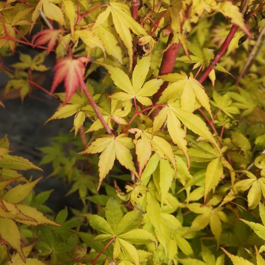 Acer palmatum Katsura. 