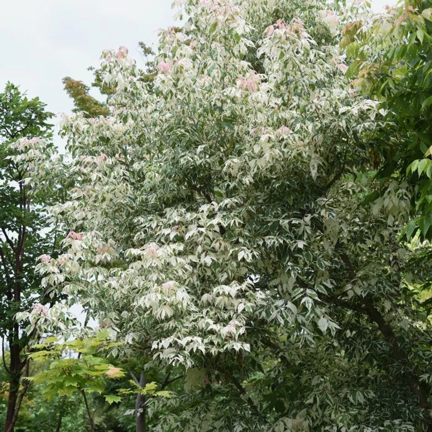 Forma și dimensiunea la maturitate a arțarului ornamental Acer negundo Flamingo.