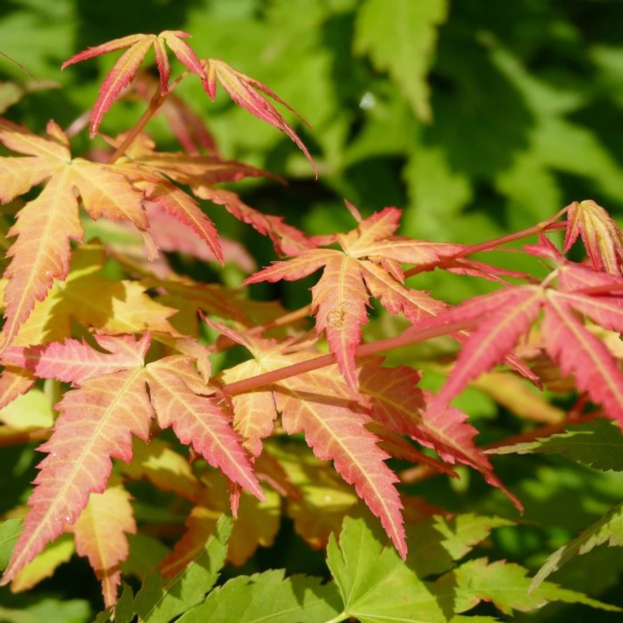 Arțarul japonez Phoenix îți va decora grădina cu frunziș minunat. 