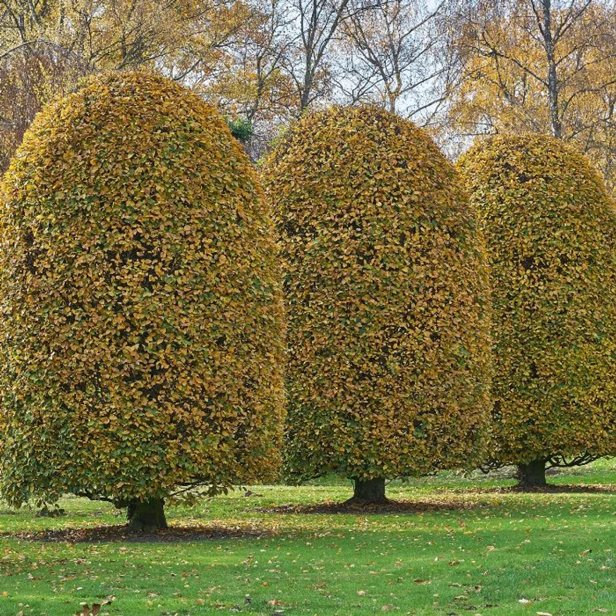 Carpinus betulus tuns. 