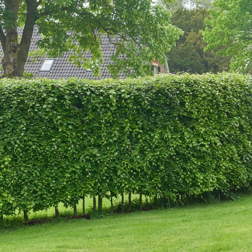 Gard viu format din Carpinus betulus. 
