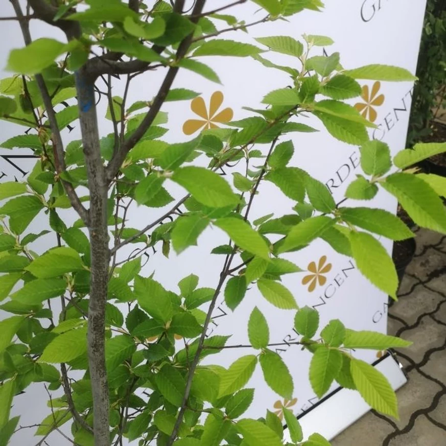 Frunzișul Carpinus betulus Lucas, detaliu de aproape.