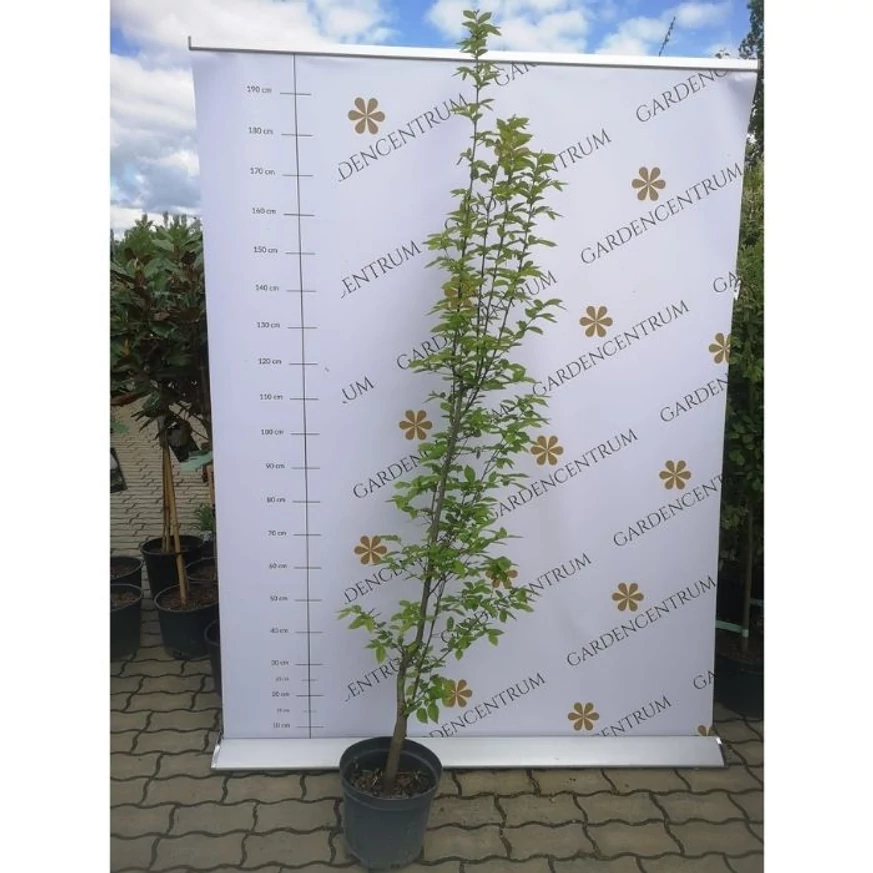 Un exemplar matur și viguros de Carpinus betulus Lucas, la mijlocul lunii aprilie în pepiniera noastră.