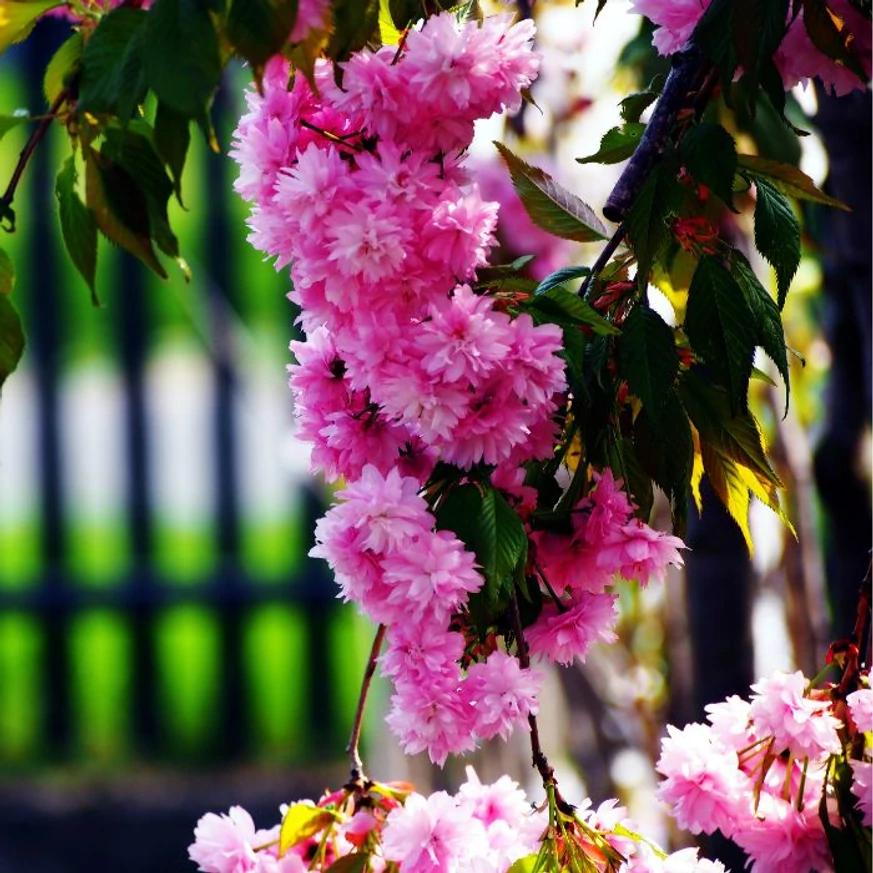 Ramurile plângătoare ale Prunus serrulata Kiku-Shidare Sakura sunt acoperite dens de flori roz.