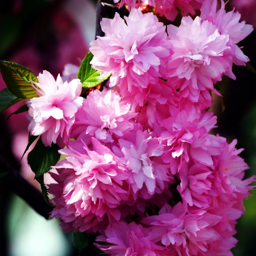 Florile duble ale cireșului japonez plângător Kiku-Shidare Sakura înfloresc primăvara.