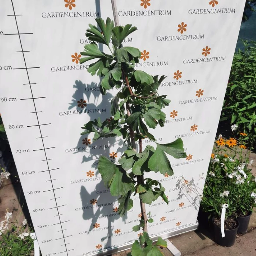 Ginkgo biloba K5 - Arborele pagodelor