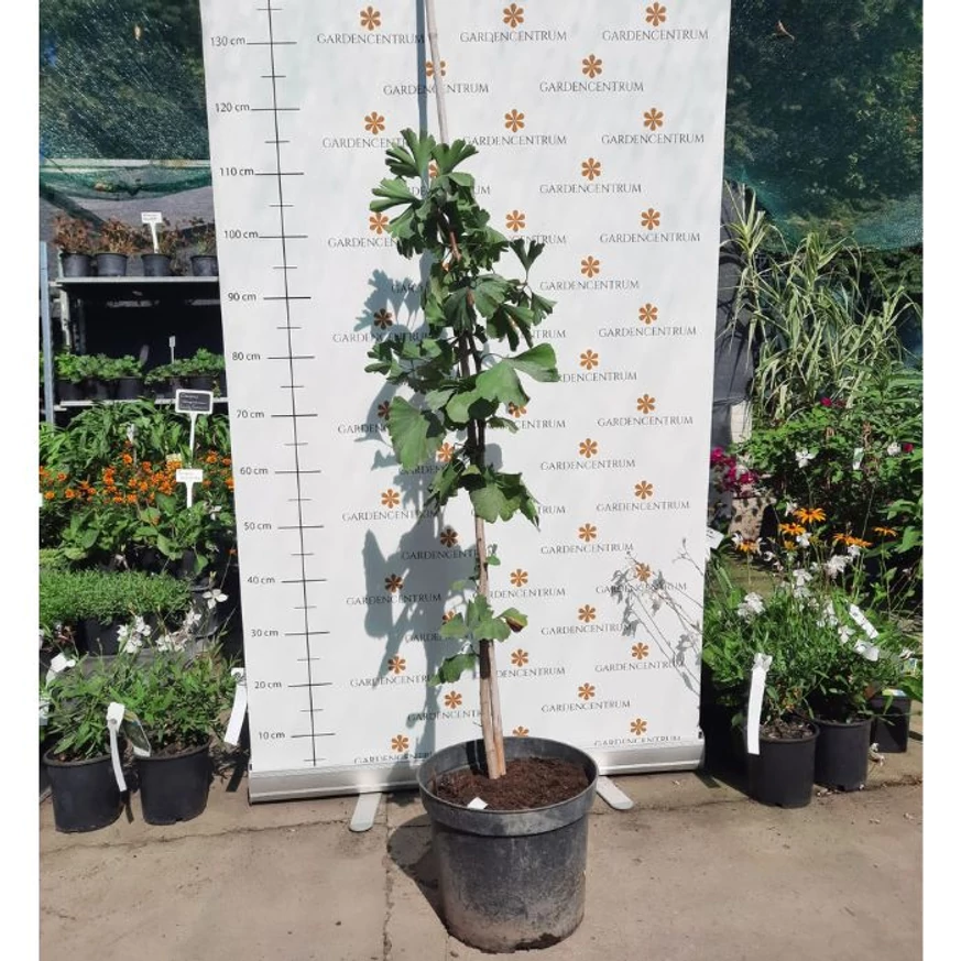 Ginkgo biloba K5 - Arborele pagodelor