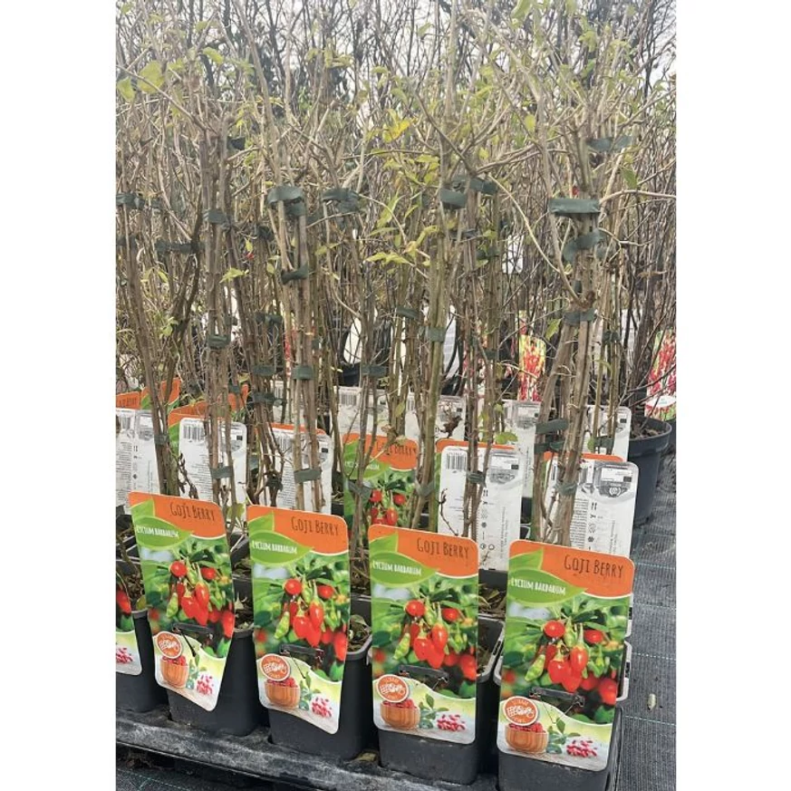 Lycium barbarum - Goji